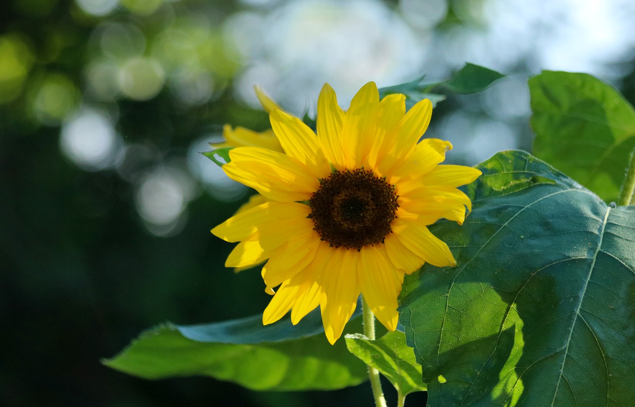 sunflower  flower  plant free photo