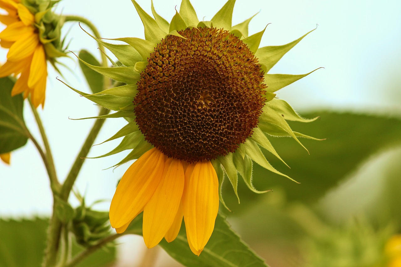 sunflower  blossom  bloom free photo