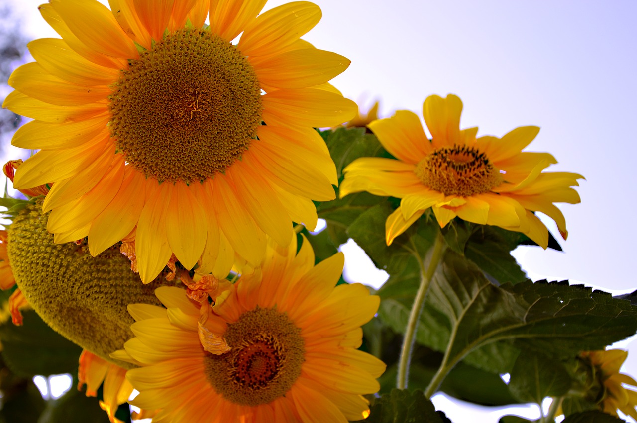 sunflower  sun roses  flowers free photo