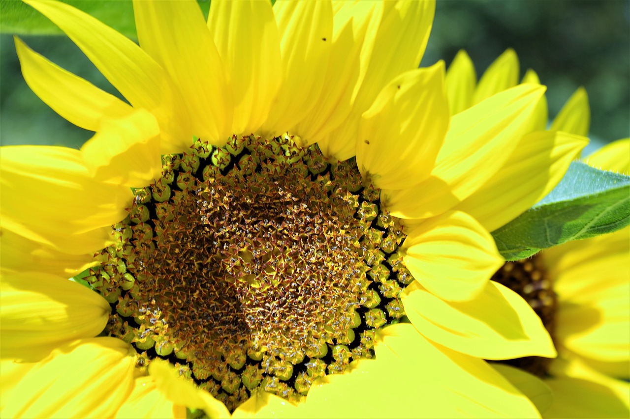 sunflower  yellow  summer free photo