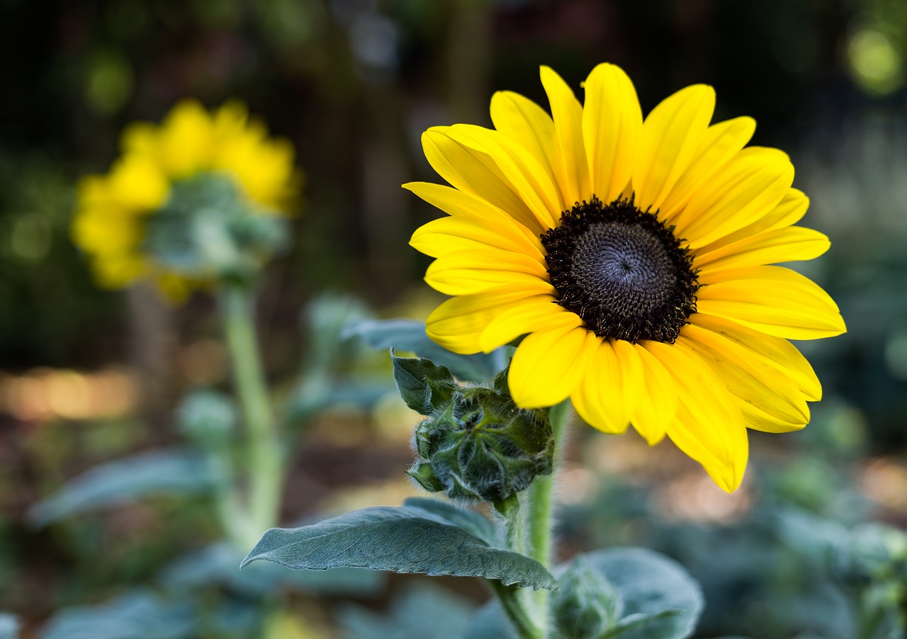 sunflower  flower  yellow free photo