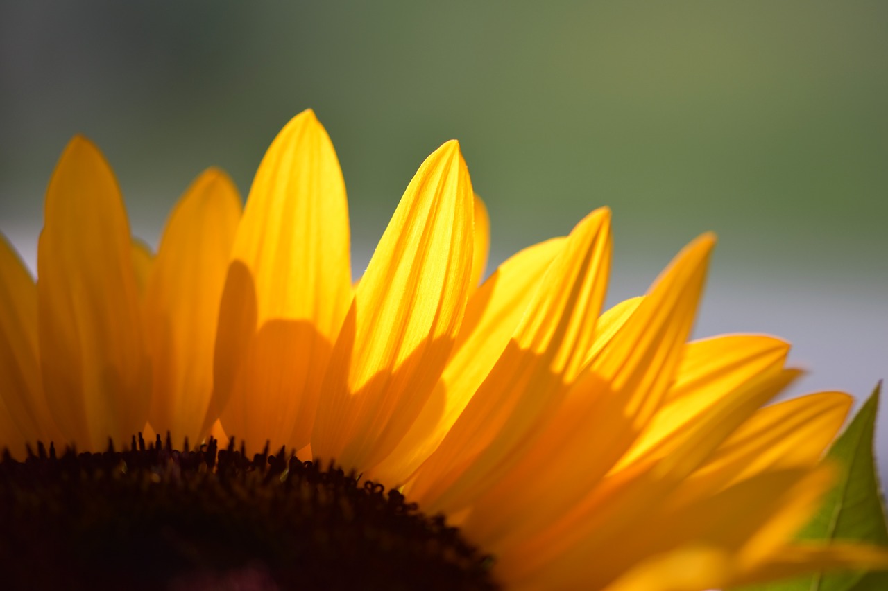 sunflower  flower  blossom free photo