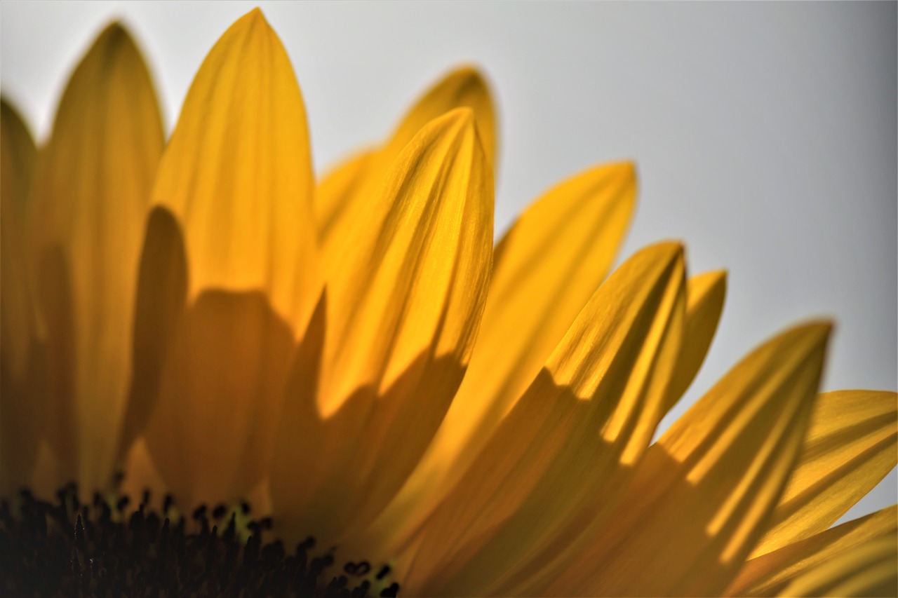 sunflower  flower  blossom free photo