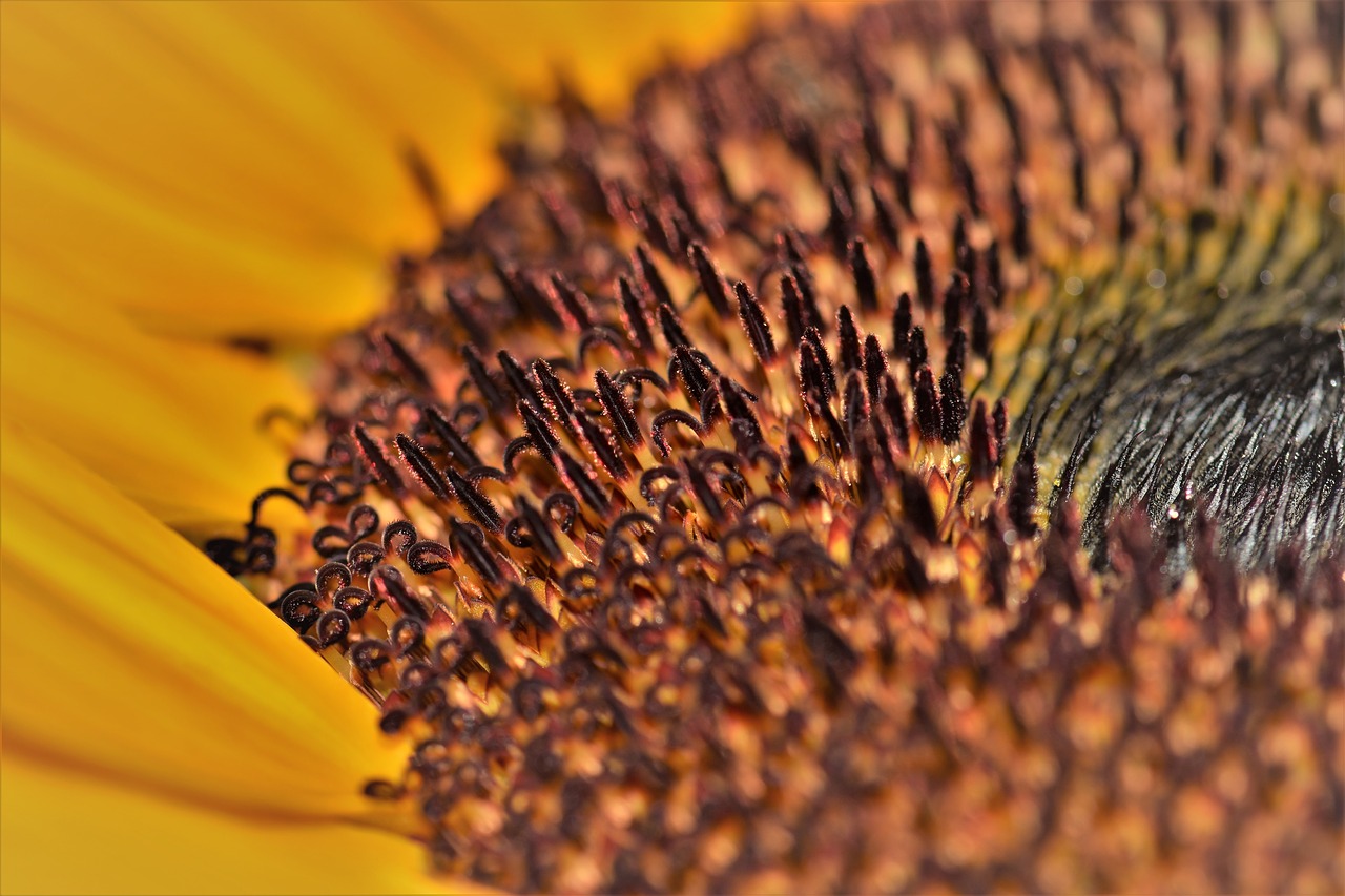 sunflower  flower  blossom free photo