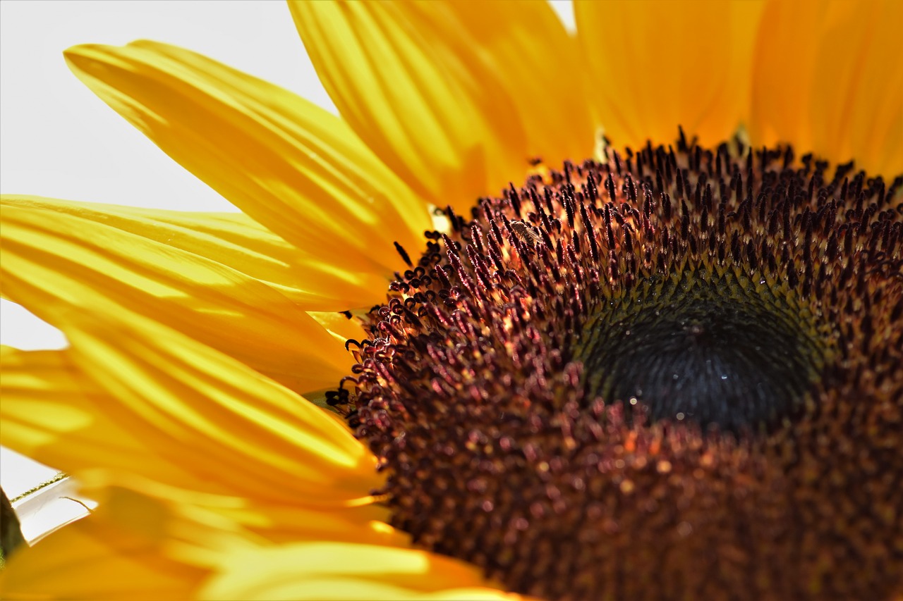 sunflower  flower  blossom free photo