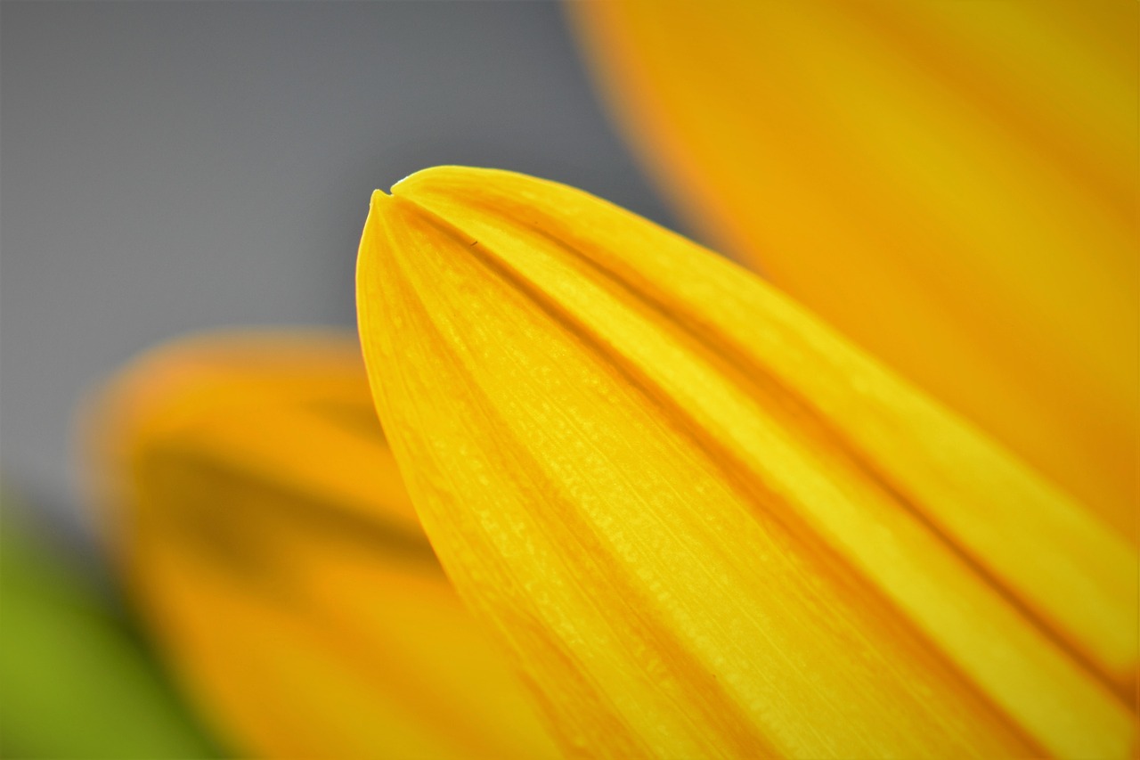 sunflower  flower  blossom free photo