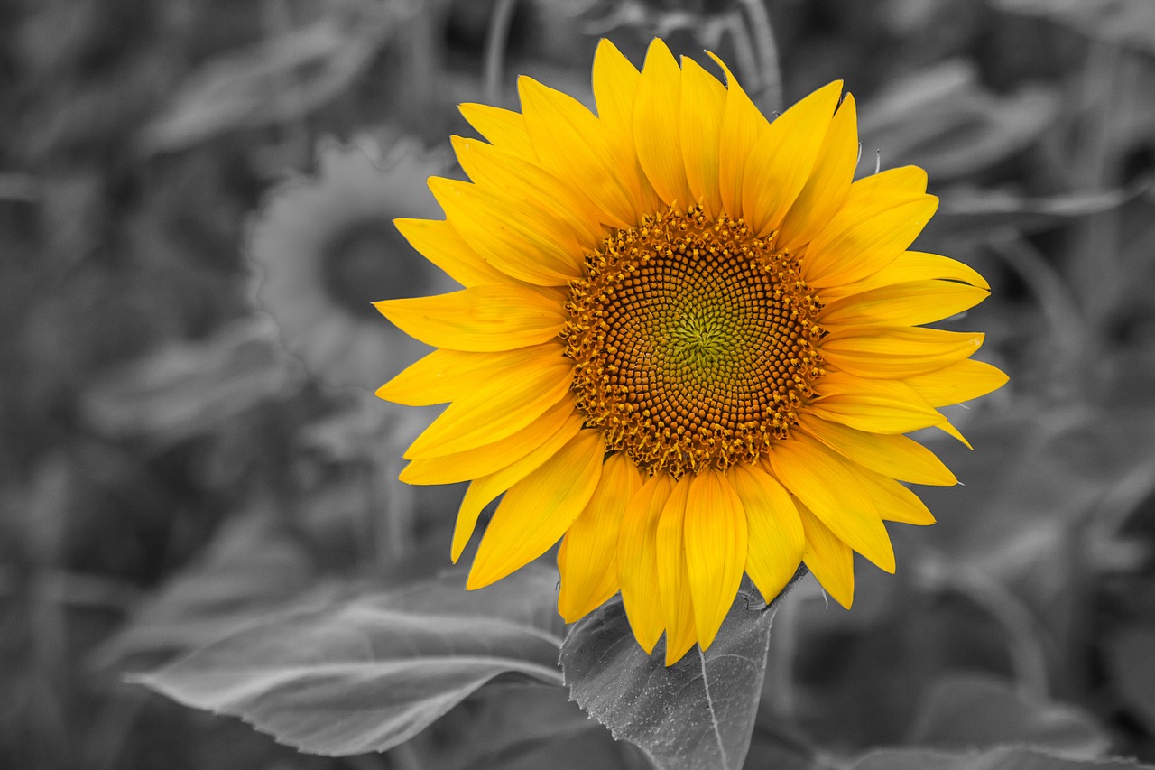 sunflower  natural  field free photo