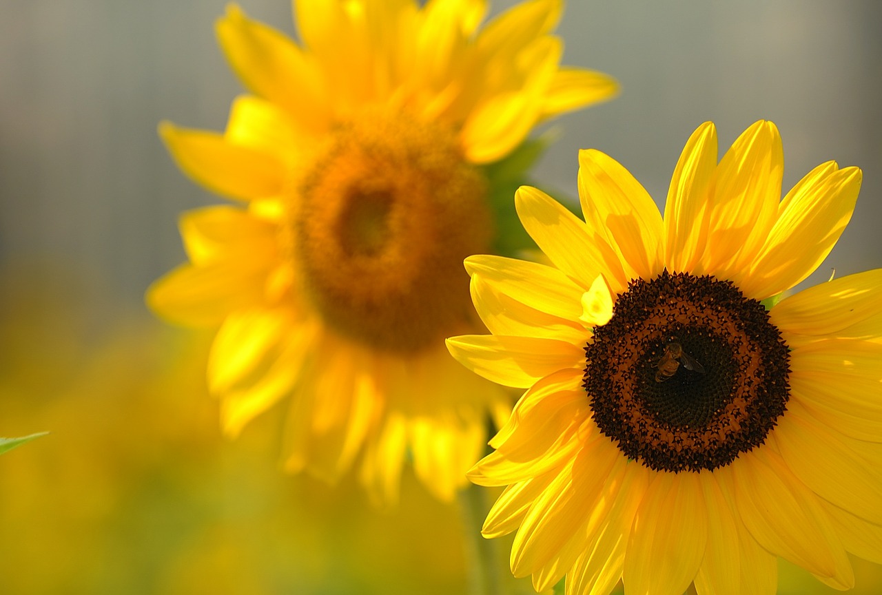 sunflower flowers yellow free photo