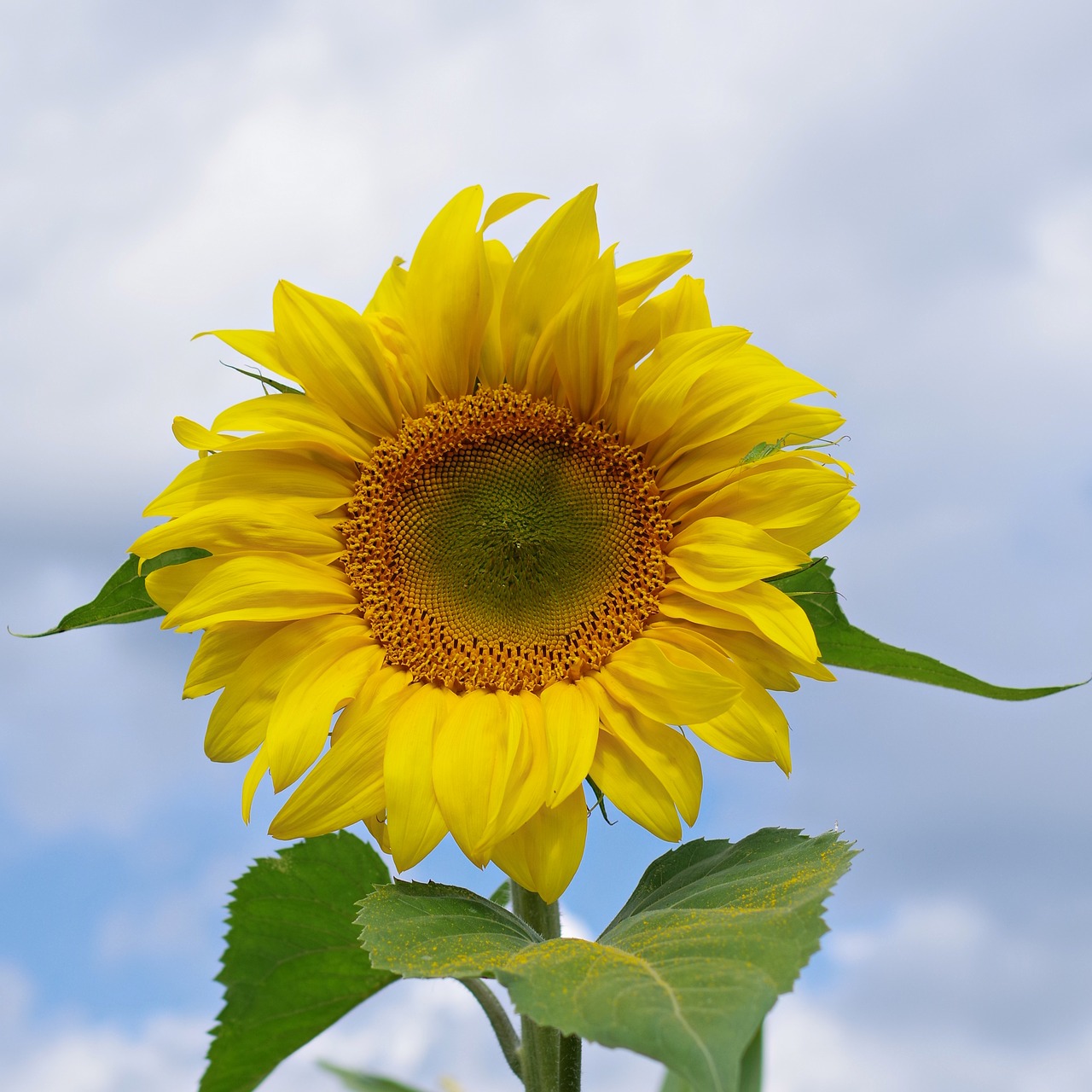 sunflower  sky  yellow free photo