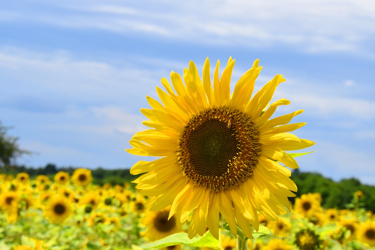 sunflower  summer  yellow free photo