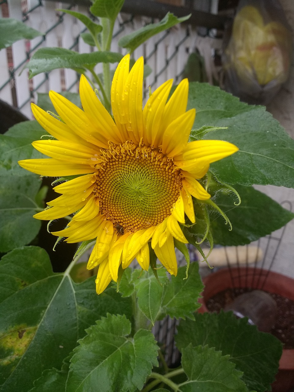 sunflower  garden  sprout free photo