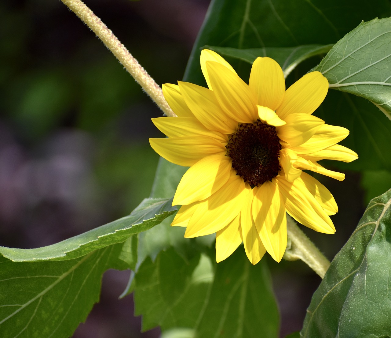 sunflower  yellow  bright free photo