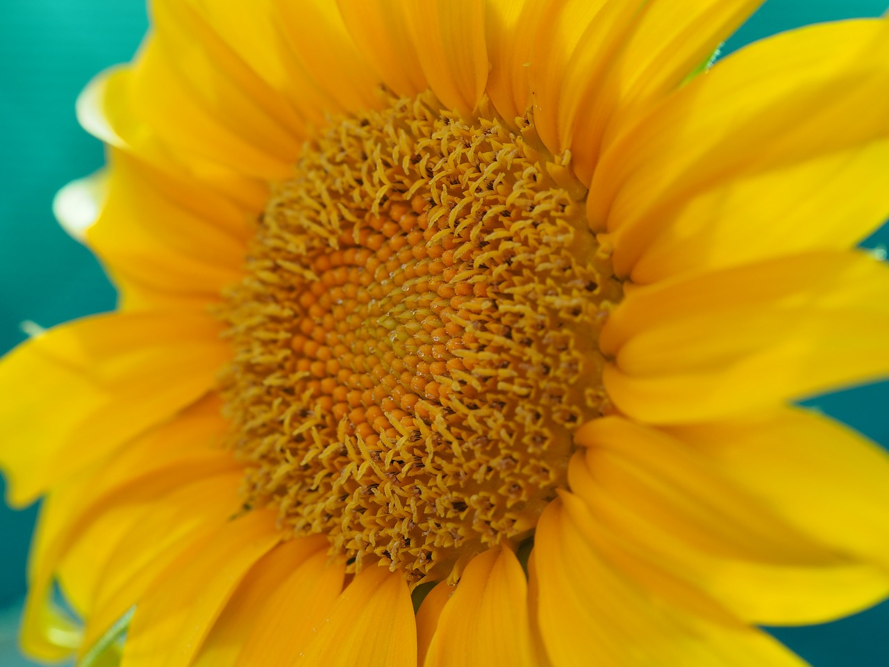 sunflower  beauty  yellow free photo