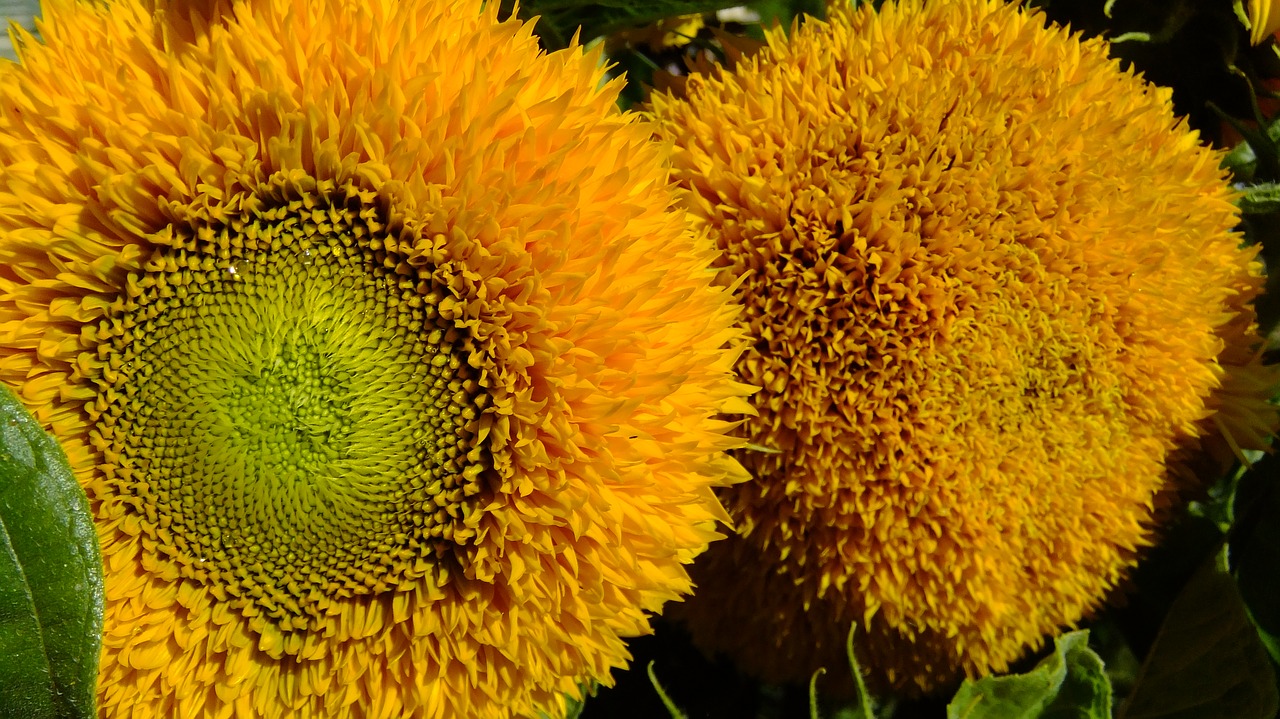 sunflower  flowers  summer free photo