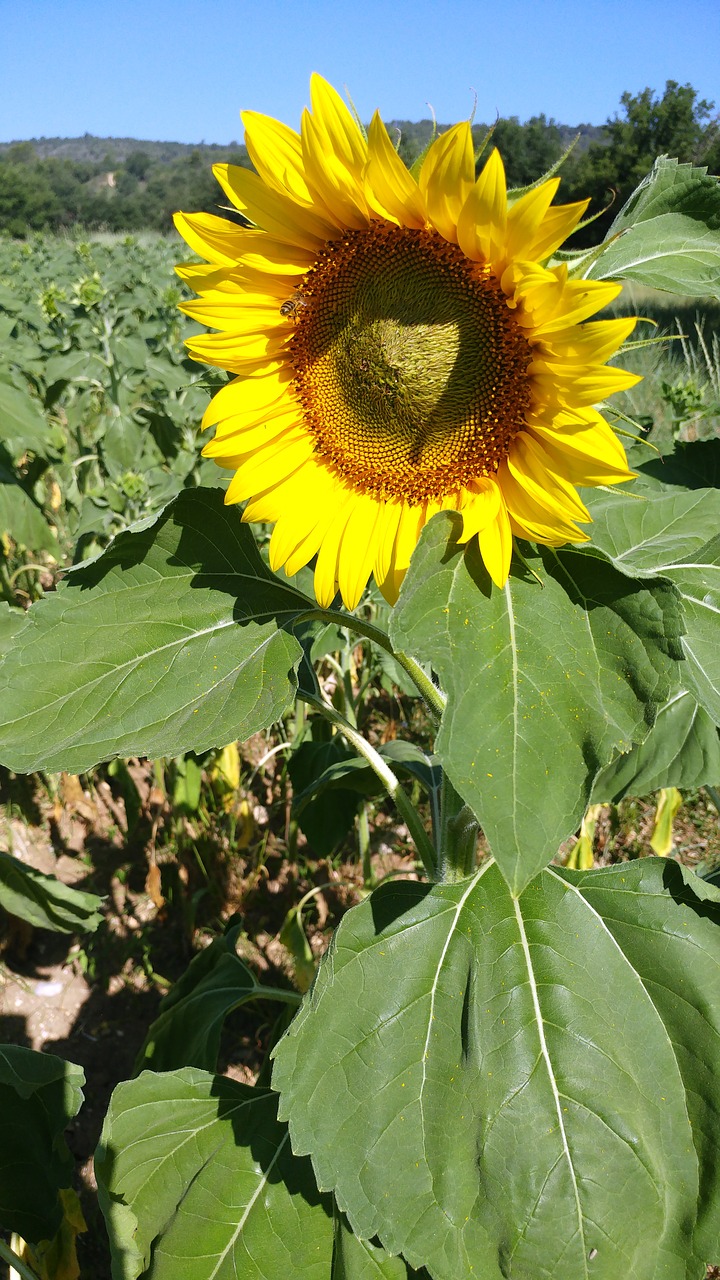 sunflower  summer  flower free photo