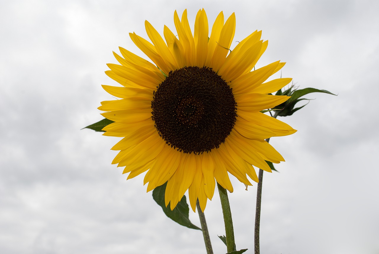 sunflower  clouds  heaven free photo