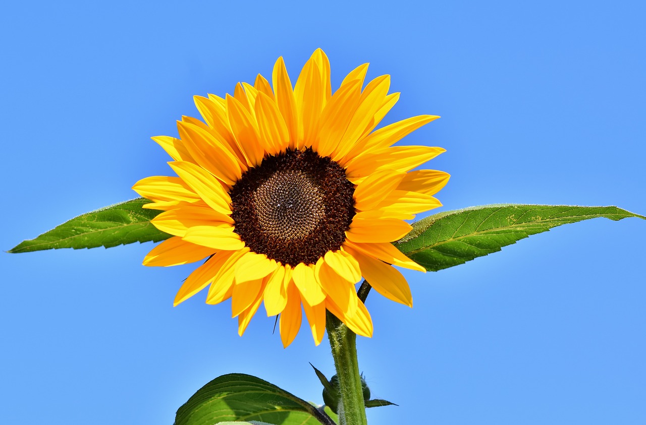 sunflower  flower  blossom free photo