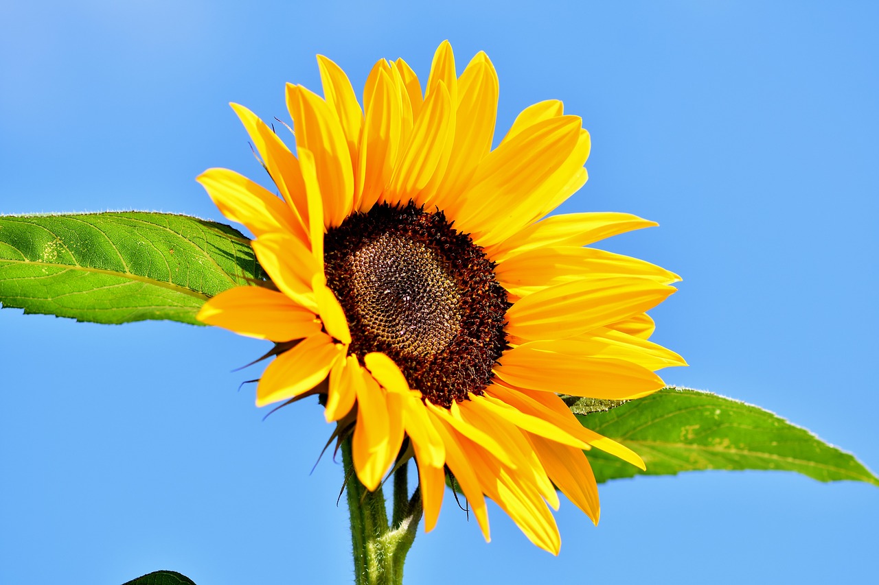 sunflower  flower  blossom free photo