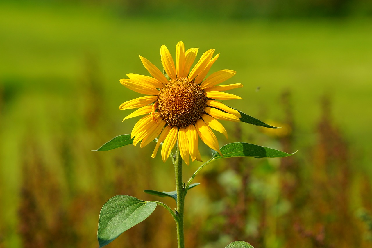 sunflower  blossom  bloom free photo