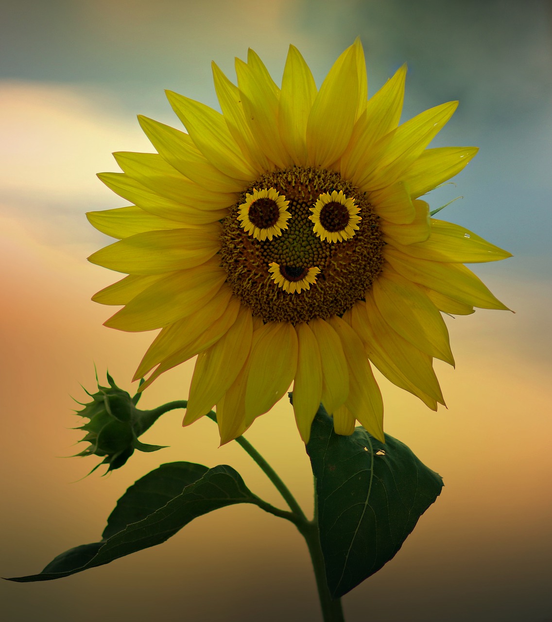 sunflower  smile  yellow free photo