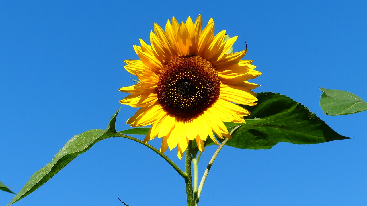 sunflower  plant  yellow free photo