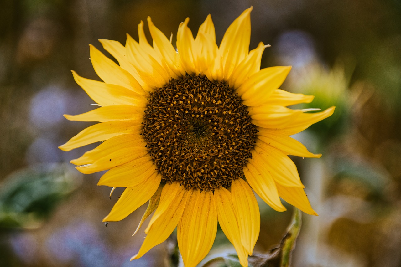 sunflower  blossom  bloom free photo