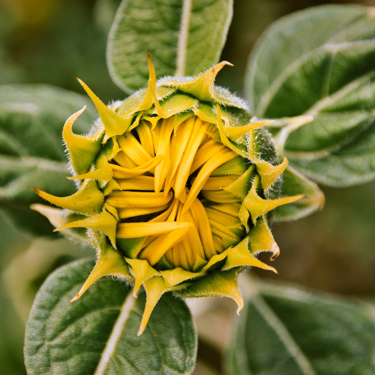 sunflower  bud  blossom free photo