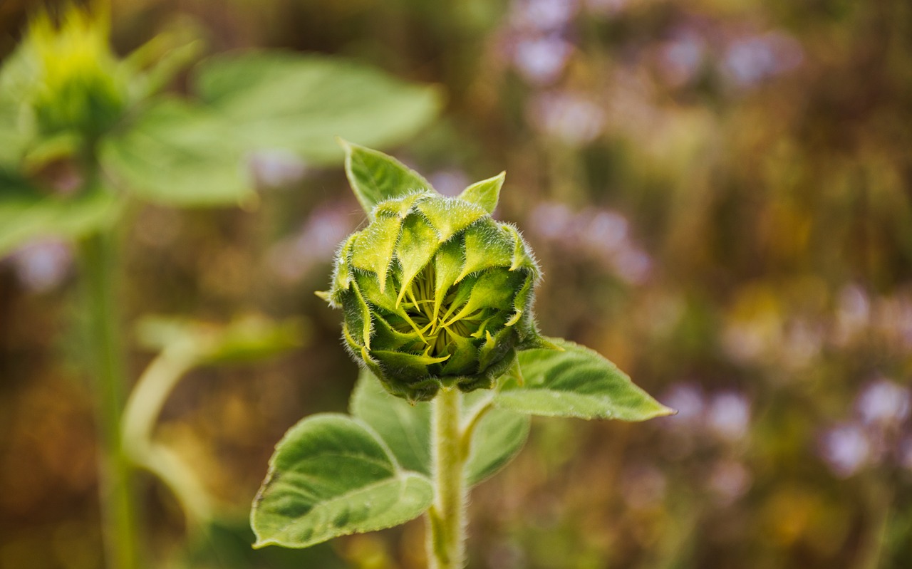 sunflower  field  bud free photo