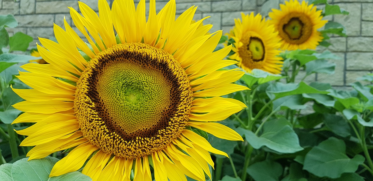 sunflower  nature  garden free photo