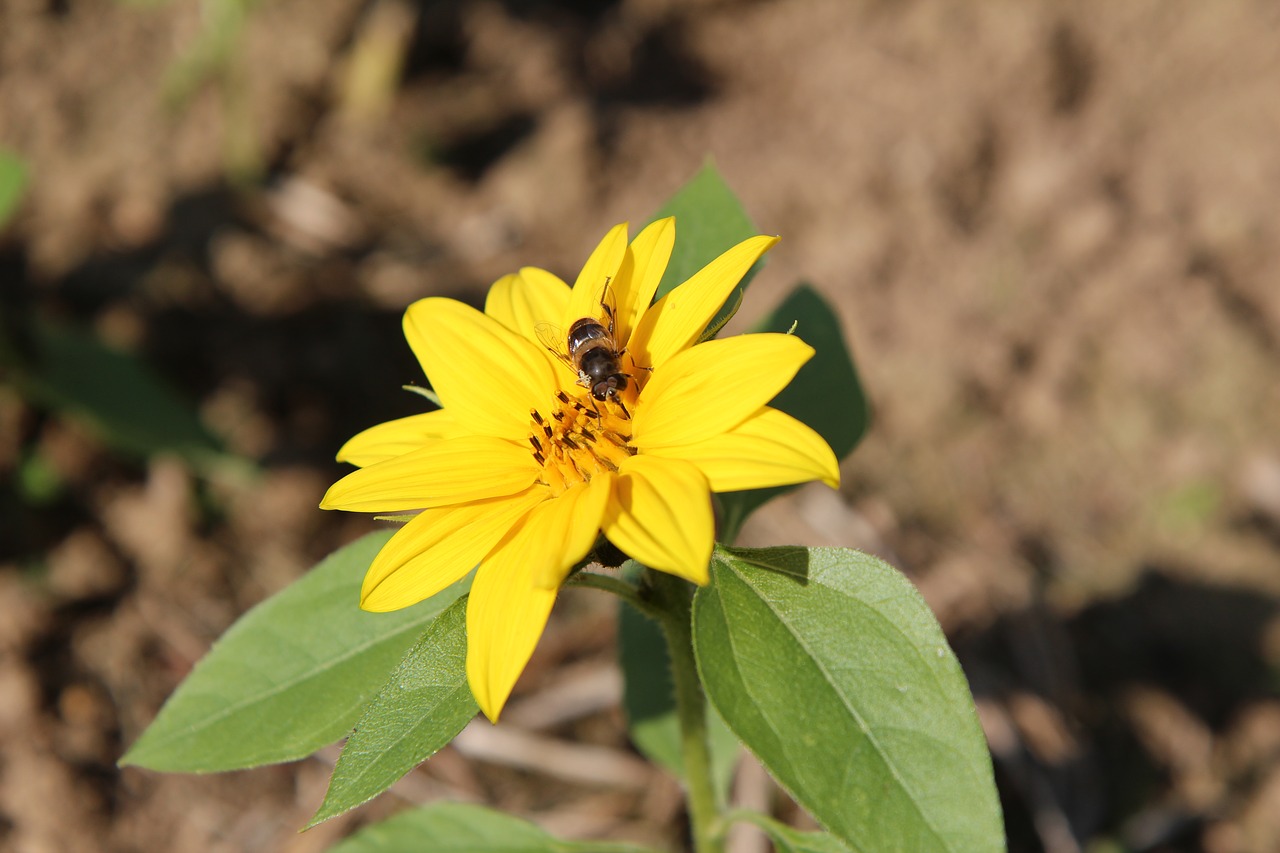 sunflower  mini sunflower  insect free photo