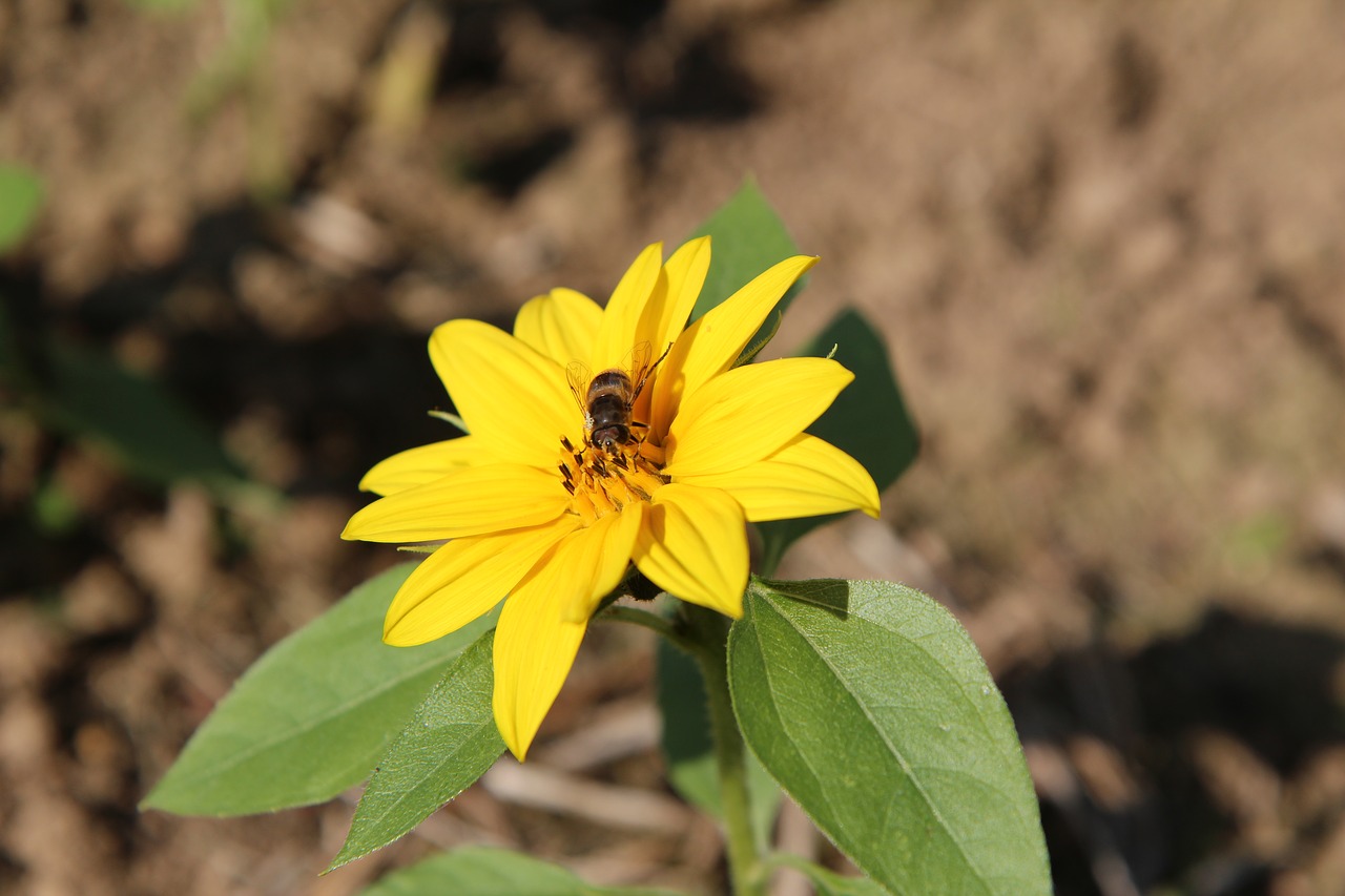 sunflower  mini sunflower  insect free photo