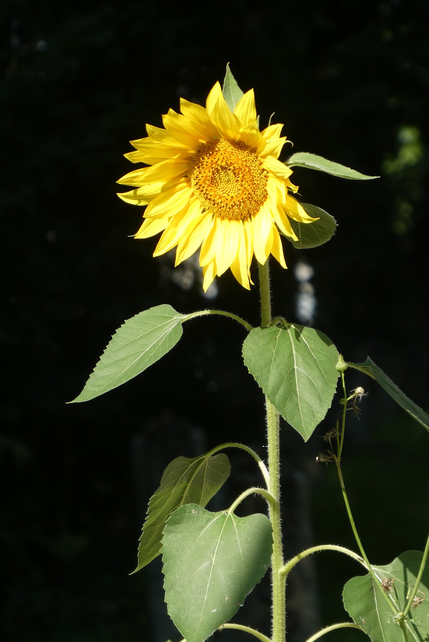 sunflower  flower  garden free photo