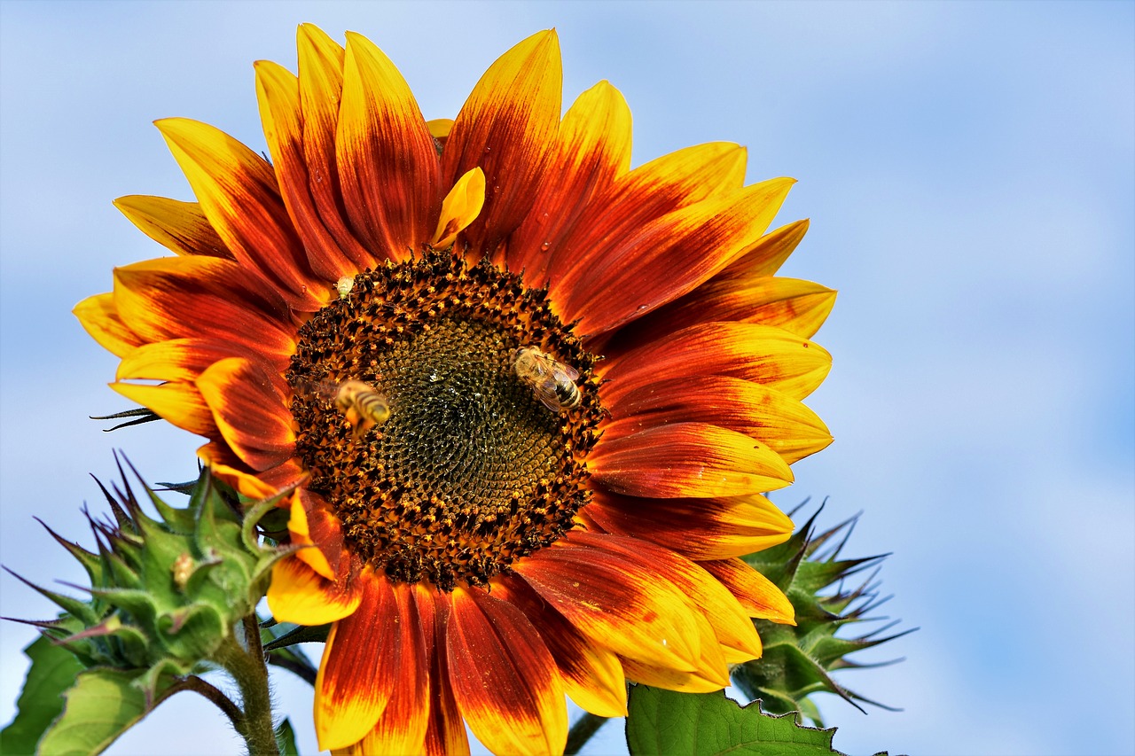 sunflower  flower  blossom free photo