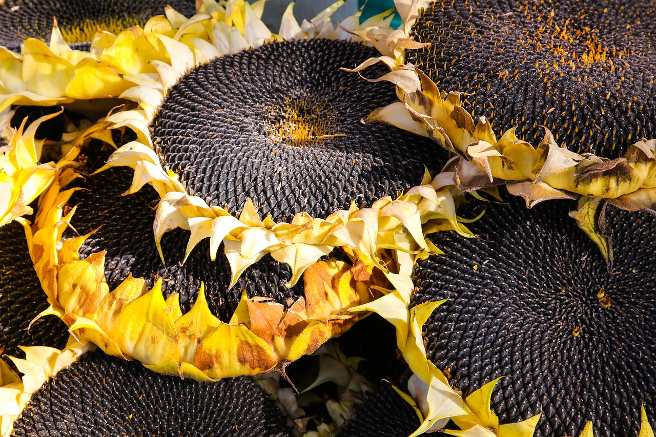 sunflower  harvest  autumn free photo