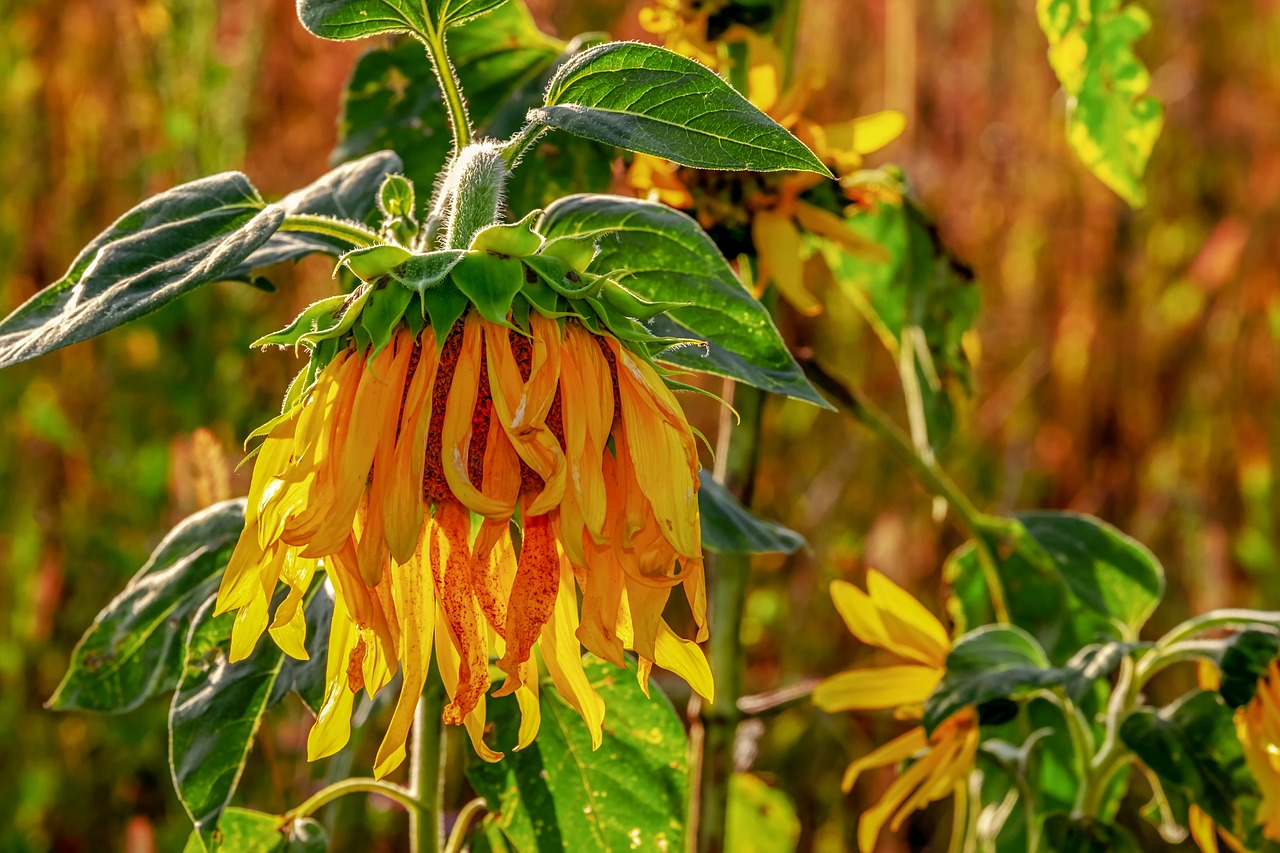 sunflower  helianthus  flower free photo