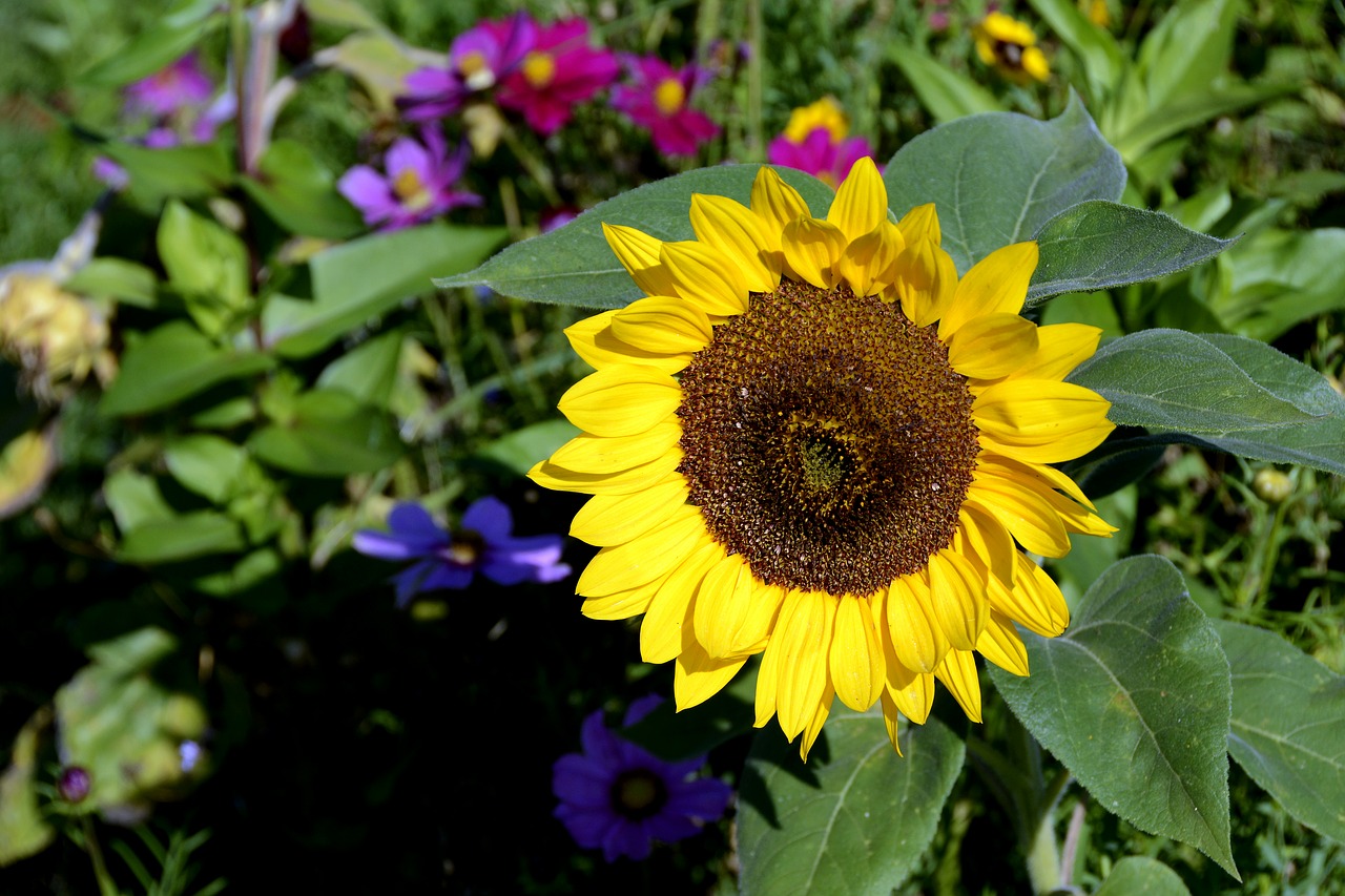 sunflower  flower  blossom free photo