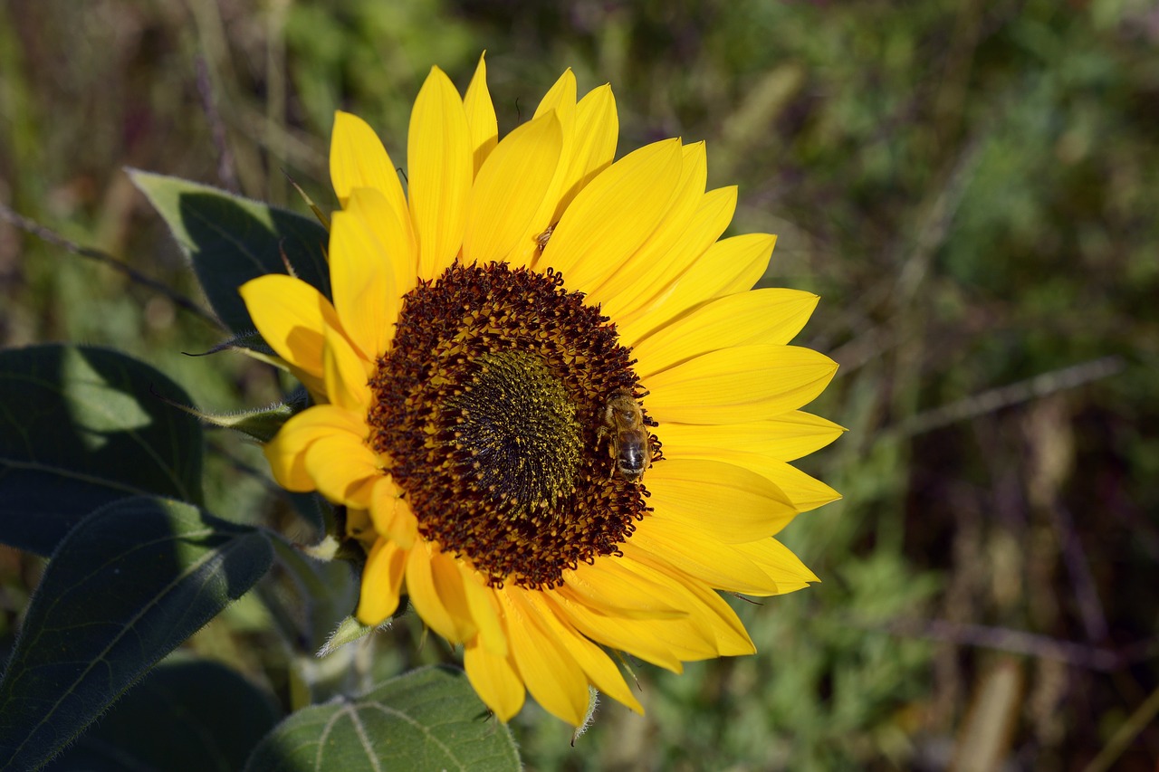 sunflower  flower  blossom free photo