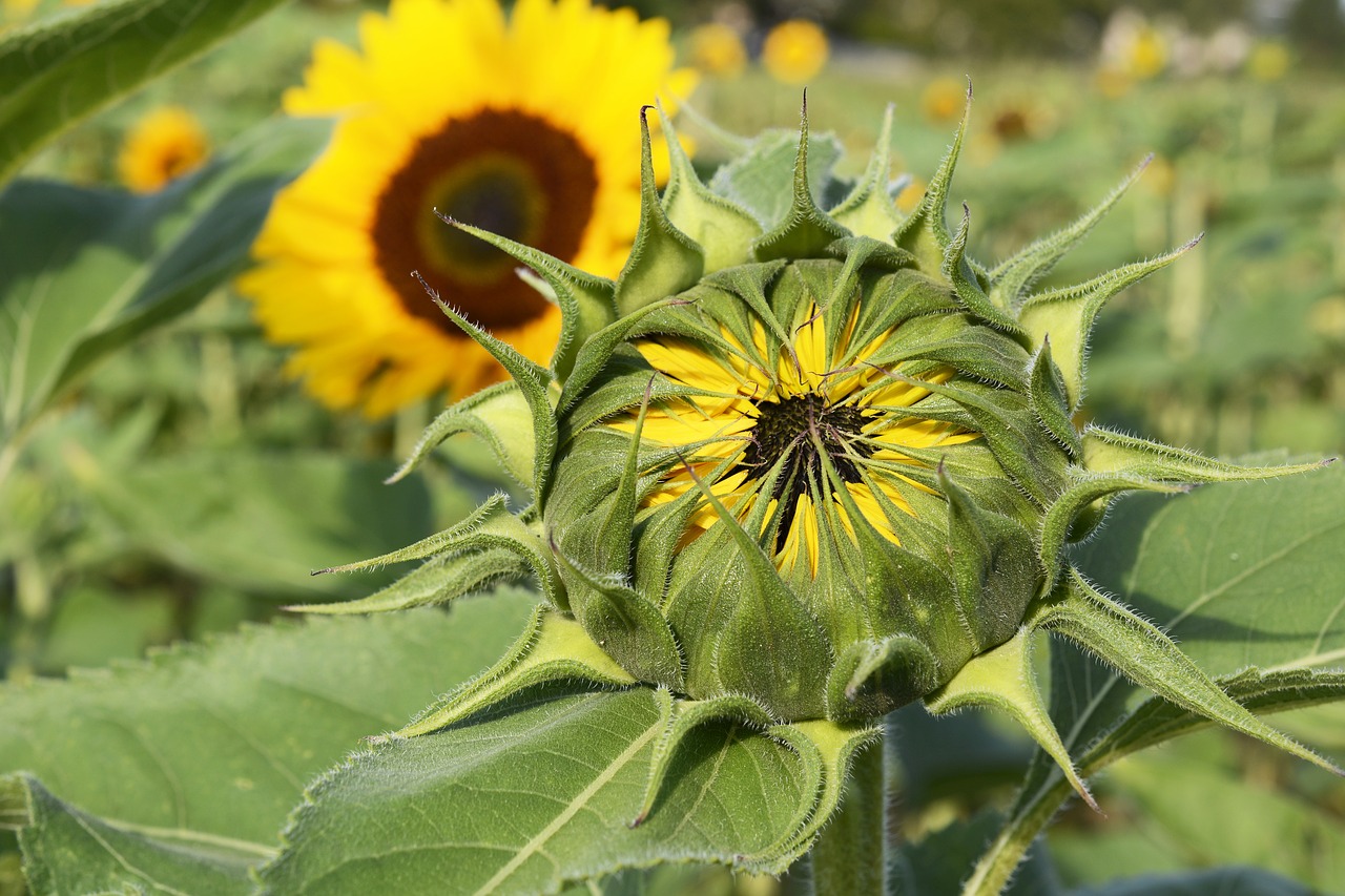 sunflower  bud  flower free photo