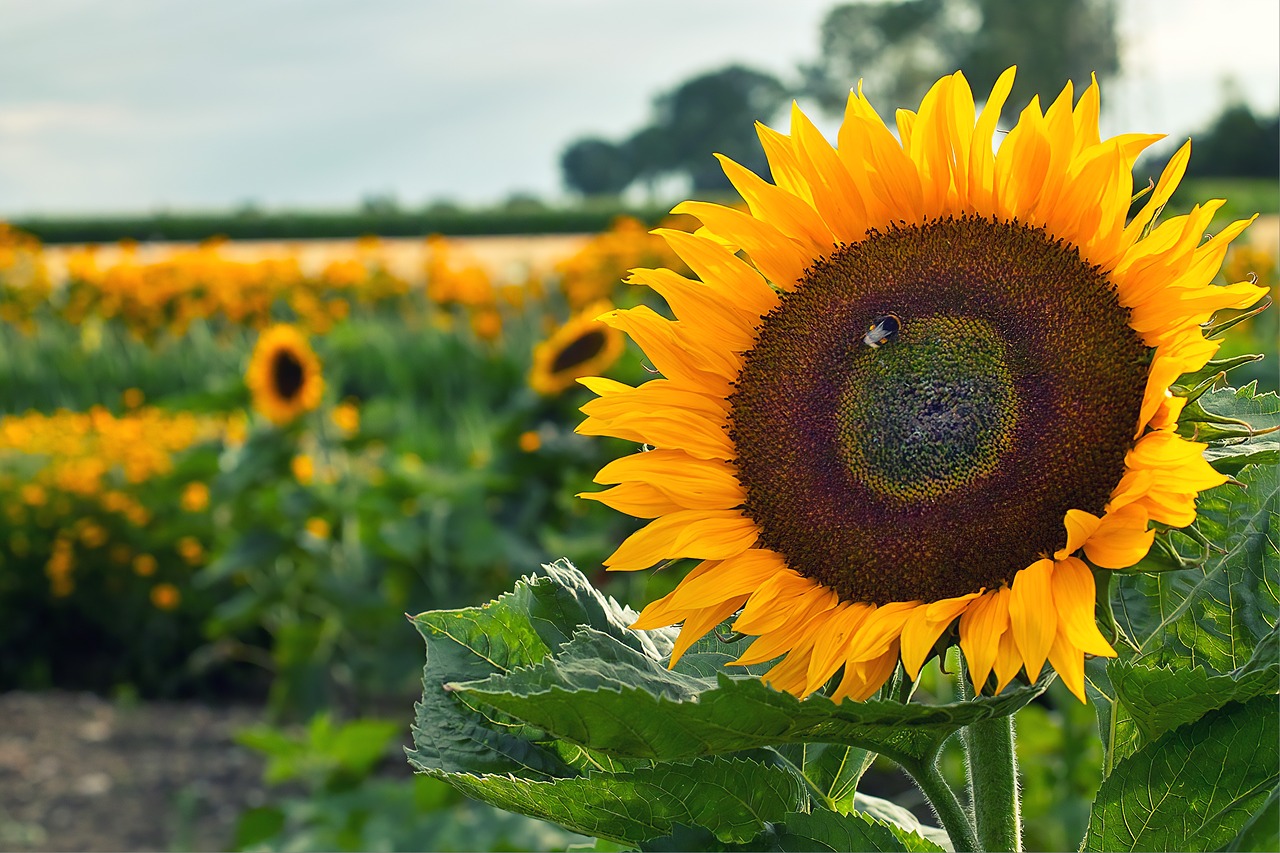 sunflower  field  hummel free photo