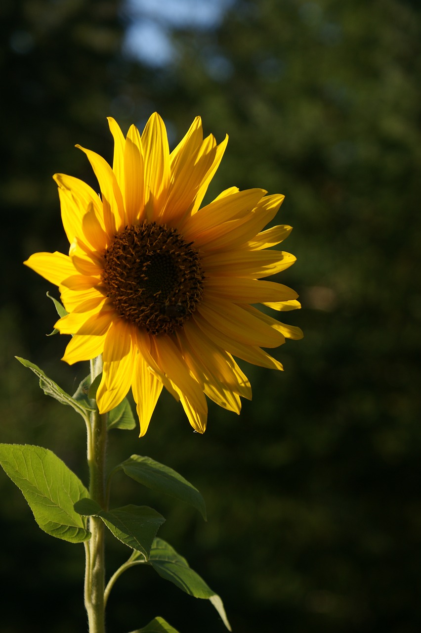 sunflower yellow flower free photo