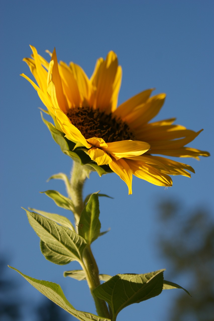 sunflower yellow flower free photo