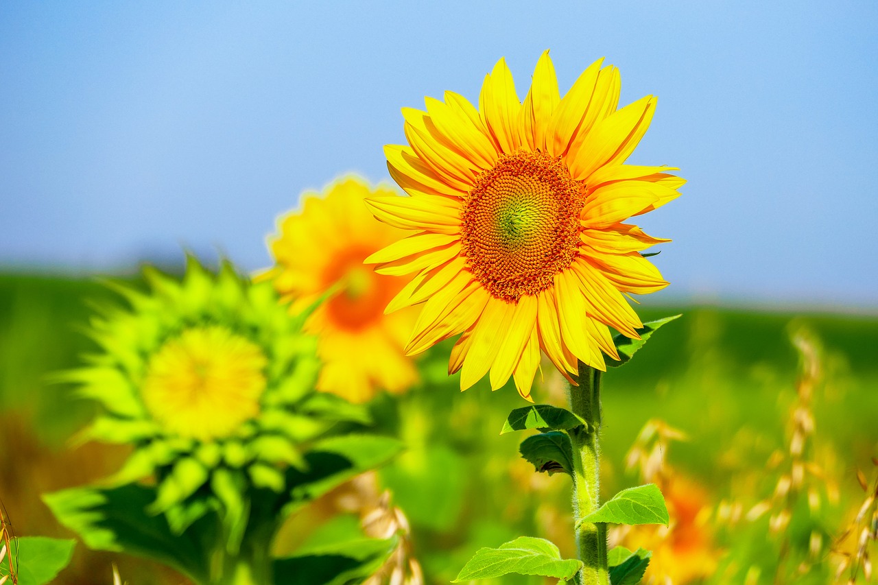 sunflower  flower  yellow free photo