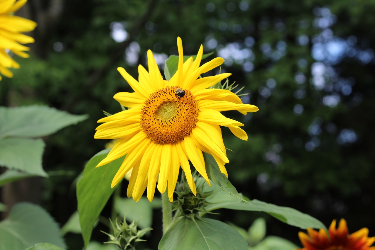 sunflower  yellow  spotted free photo