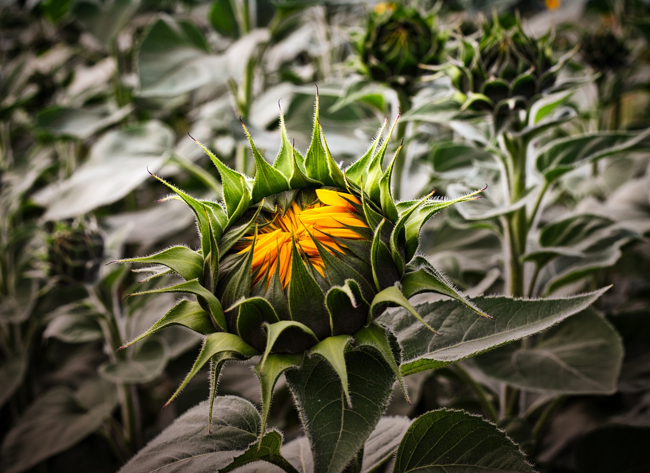 sunflower  bud  sunflower field free photo