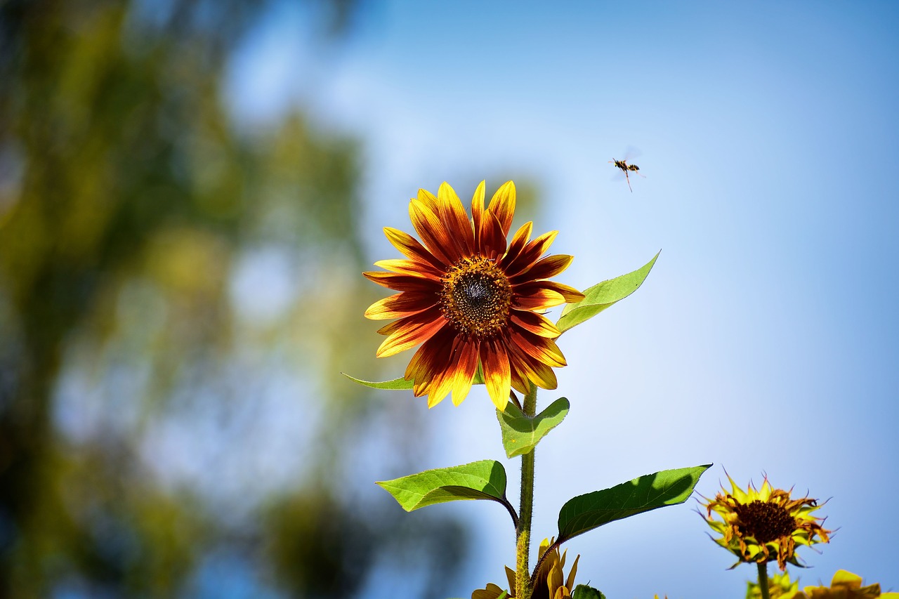 sunflower  nature  insect free photo