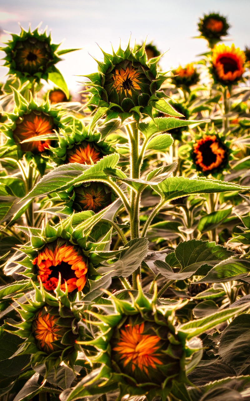 sunflower  bud  sunflower field free photo