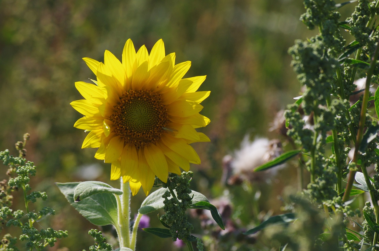 sunflower  flower  nature free photo