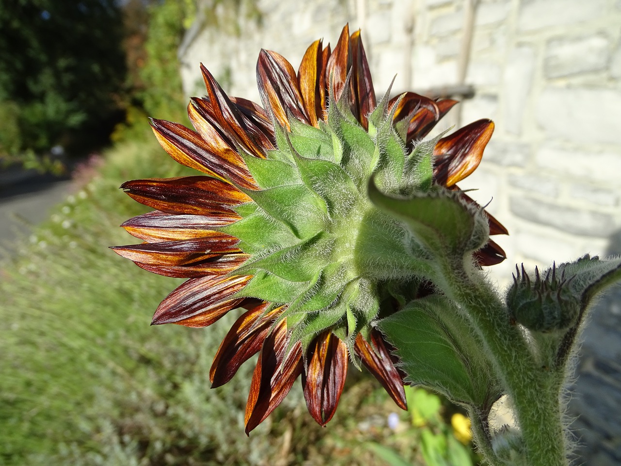 sunflower  flower  nature free photo