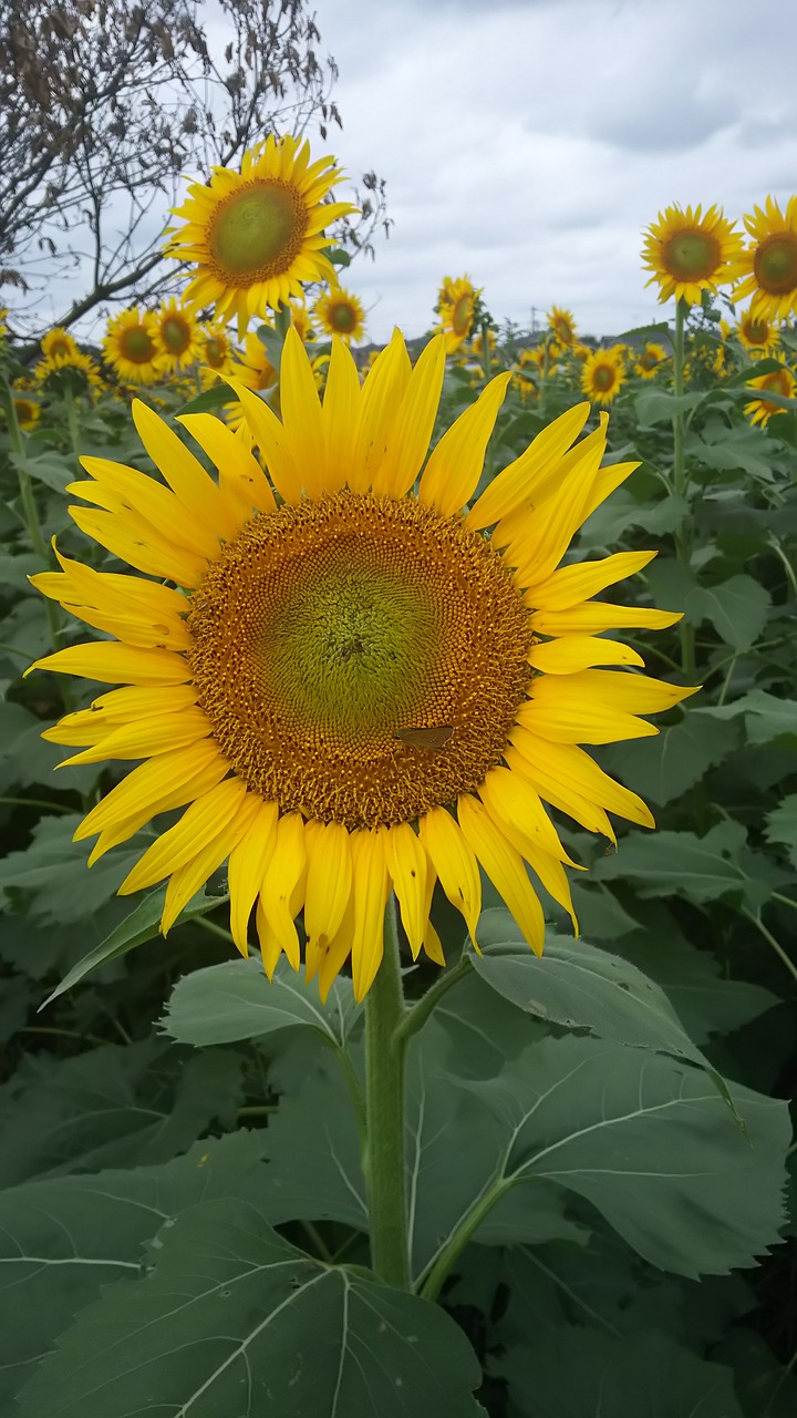 sunflower  flowers  yellow free photo