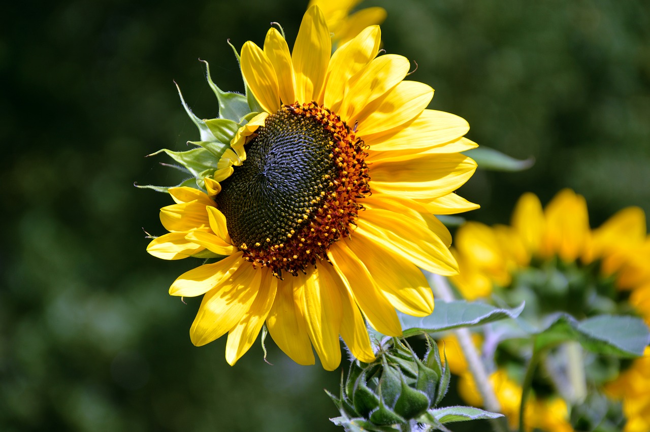 sunflower  flower  helianthus free photo